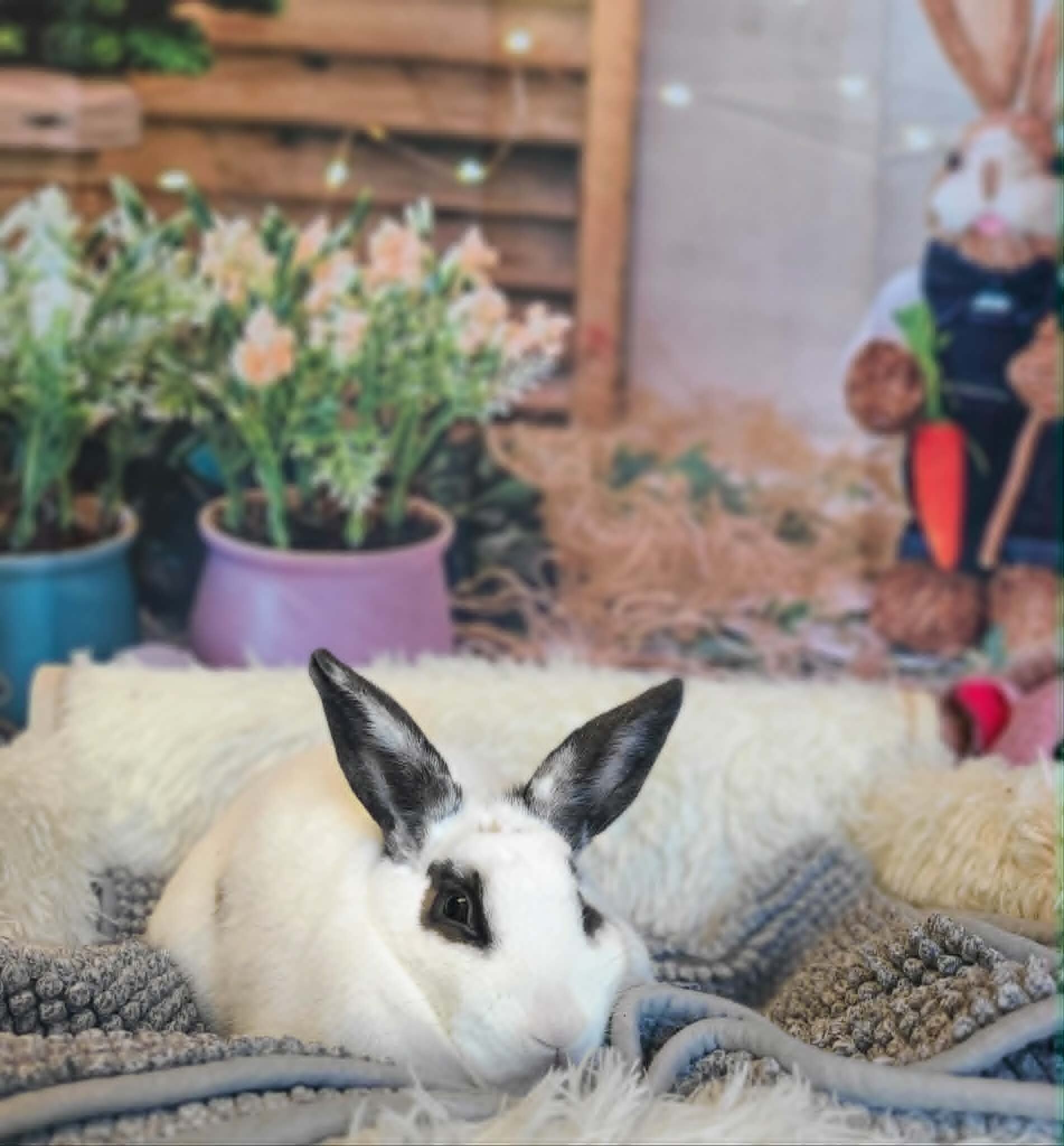 Picture of the Animal Listed